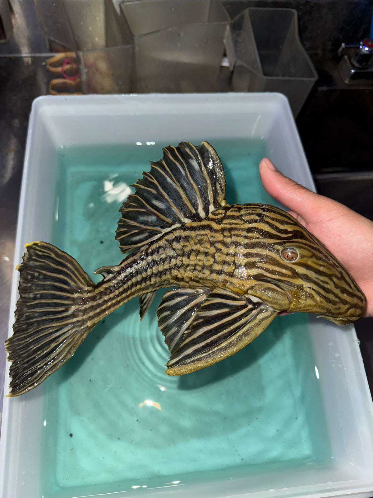 L27b Platinum Xingu Thunder  Royal Pleco