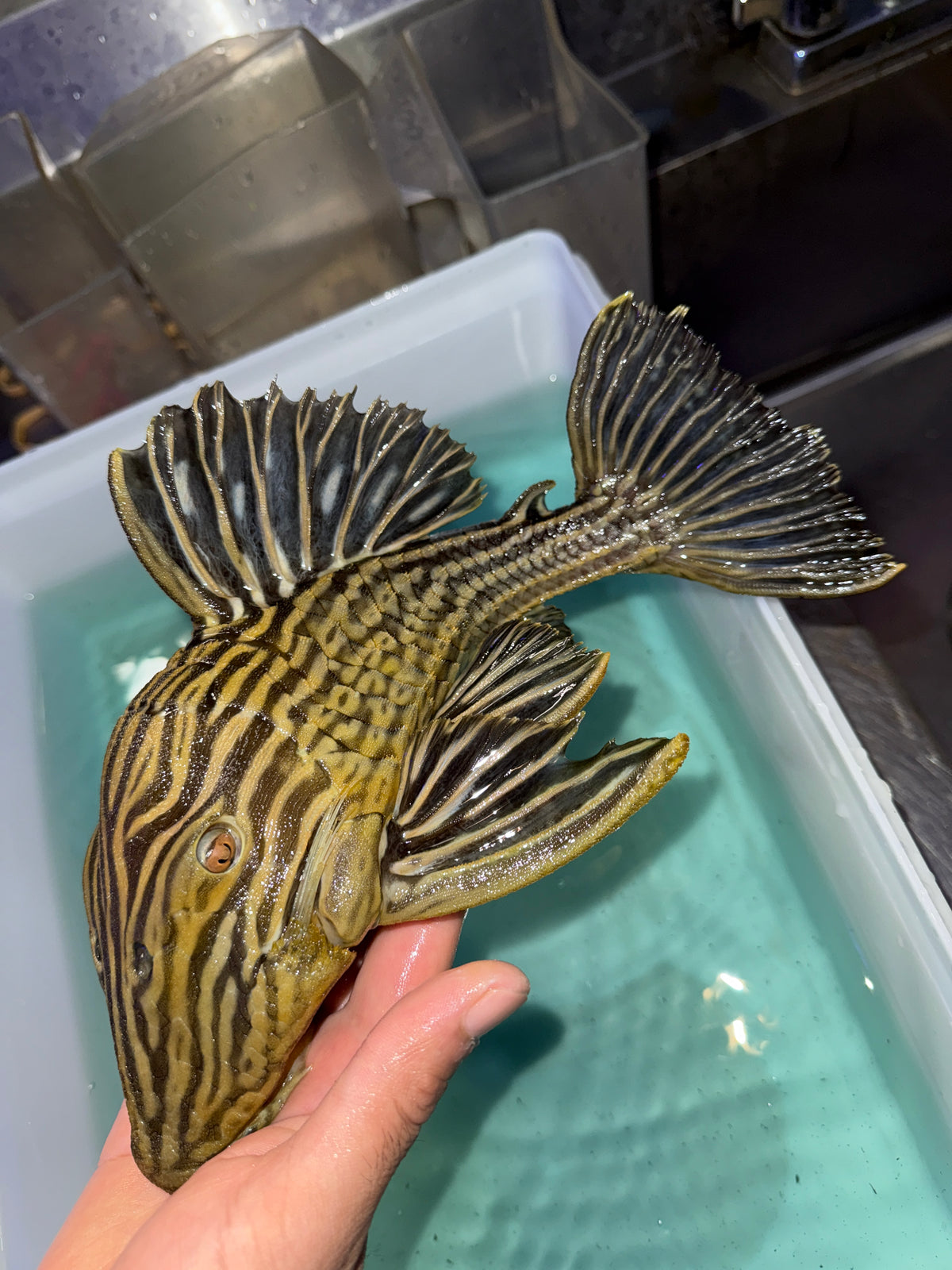 L27b Platinum Xingu Thunder  Royal Pleco