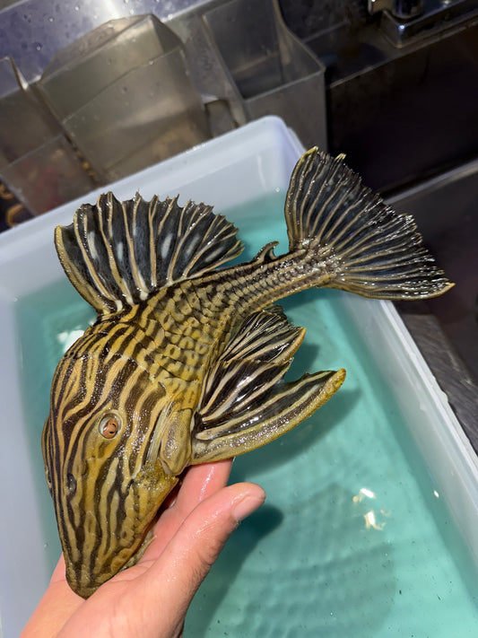 L27b Platinum Xingu Thunder  Royal Pleco