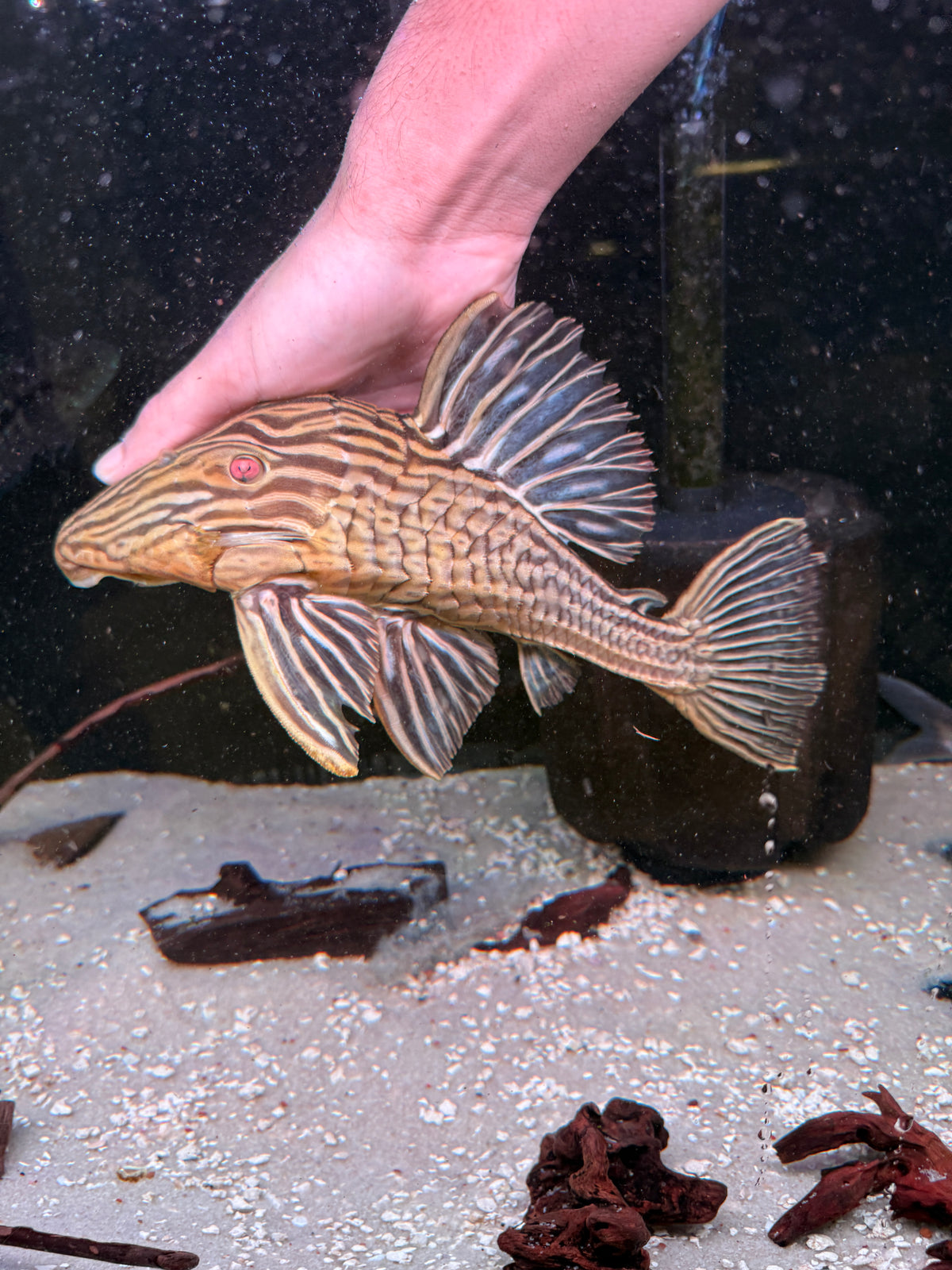 L27b Platinum Xingu Thunder  Royal Pleco