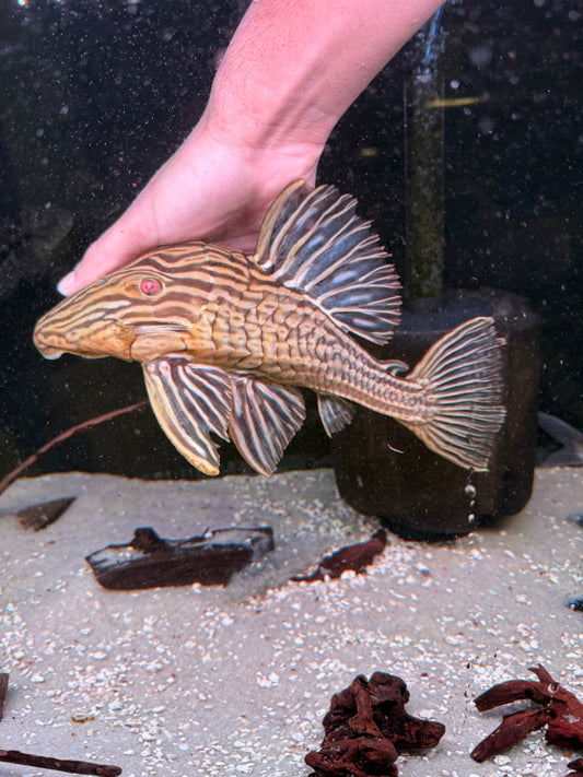 L27b Platinum Xingu Thunder  Royal Pleco