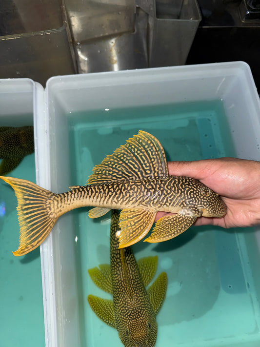 L014 Sunshine Pleco (Scobinancitrus Aureatus)