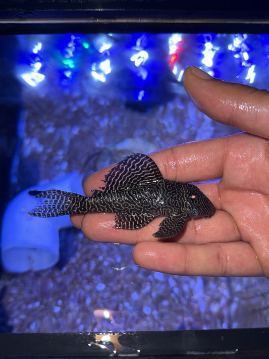 L260 Queen Arabesque Pleco (Hypancistrus Sp)