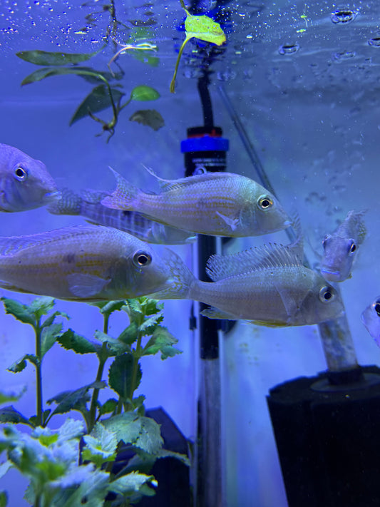Geophagus altifrons