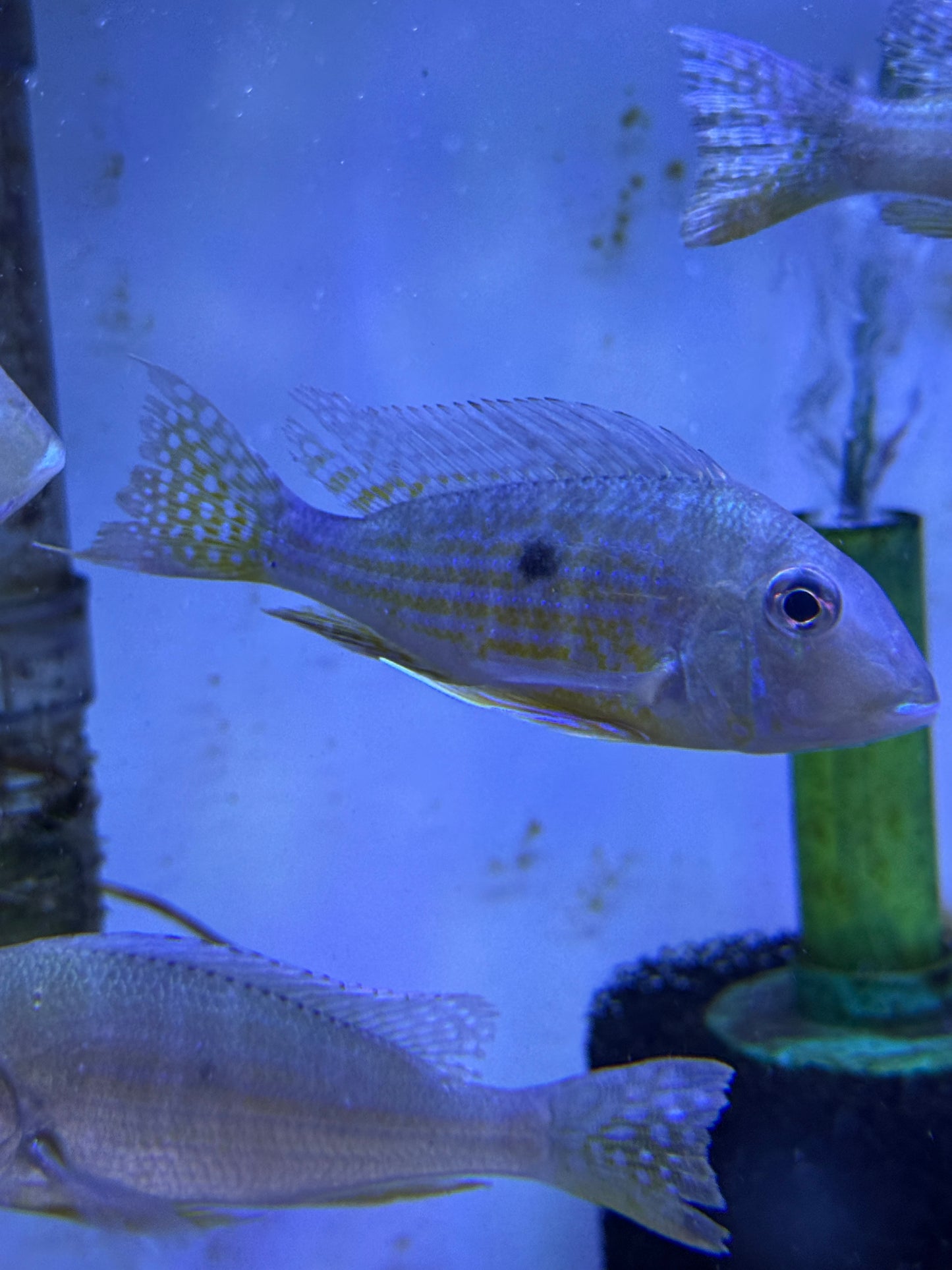 Geophagus altifrons