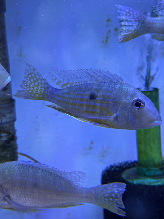 Geophagus altifrons