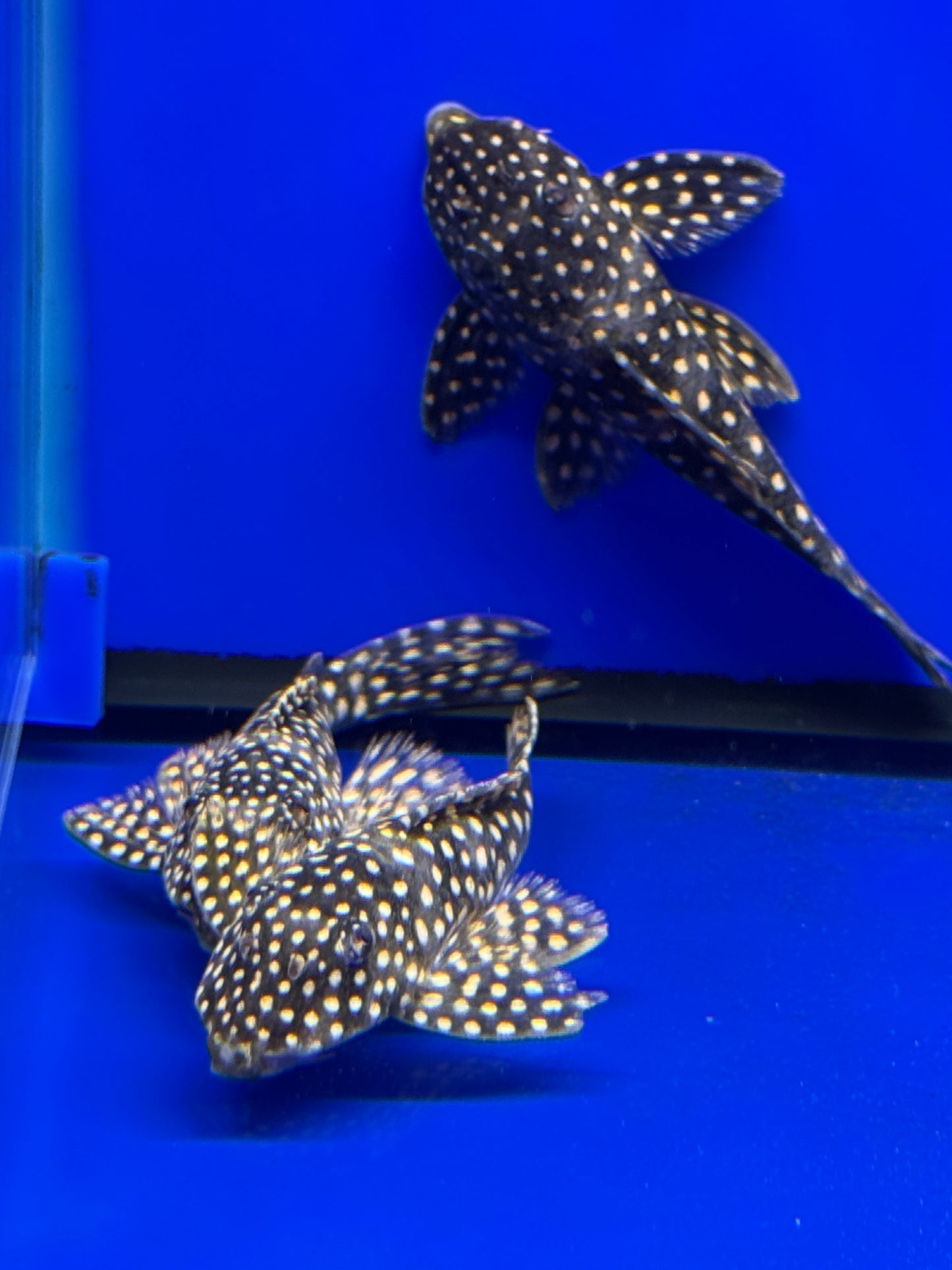 (Rare) L253 Black Royal Goldie Pleco (Scobinancistrus sp. L253)