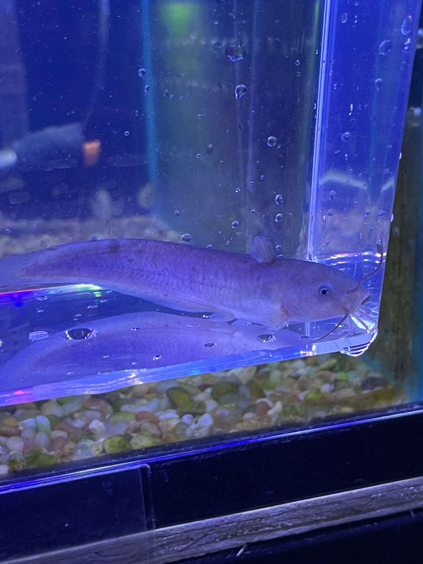 Eel-tailed catfish (Tandanus tandanus)