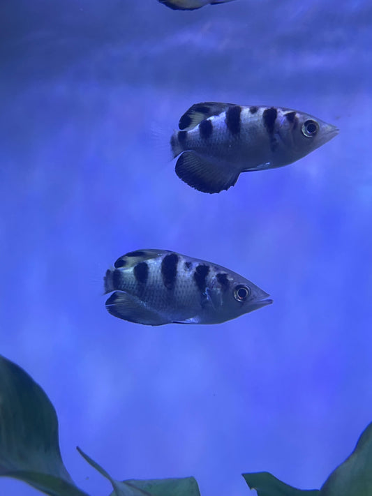 Banded Archerfish
Toxotes jaculatrix