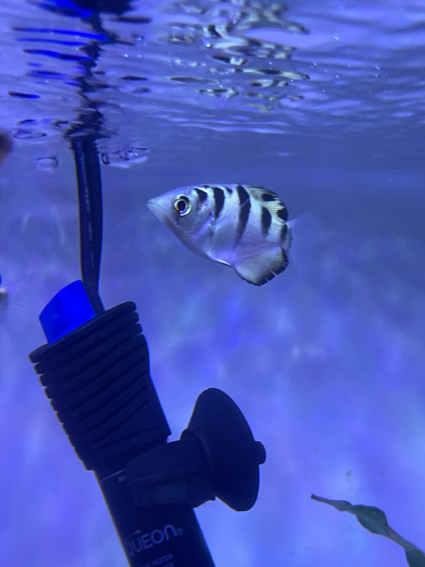 Banded Archerfish
Toxotes jaculatrix