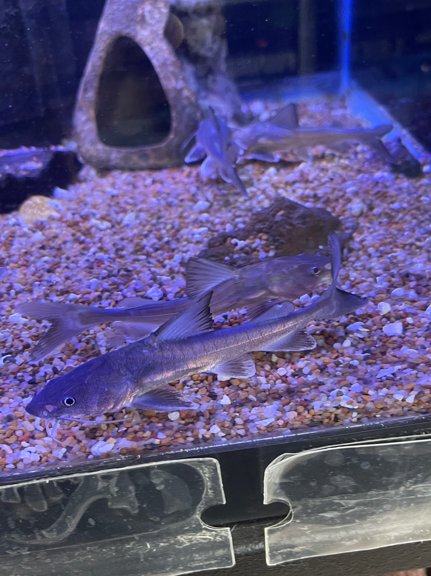 Stormii Catfish (Hemiarius Stormii)