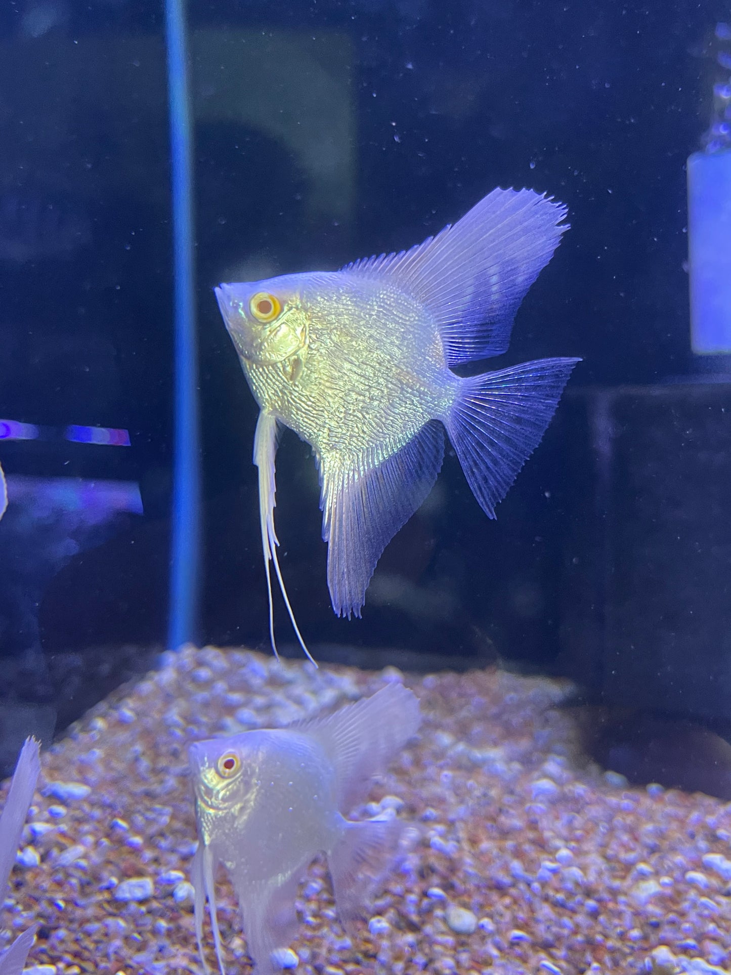 Albino Pearl Scale Angel Fish