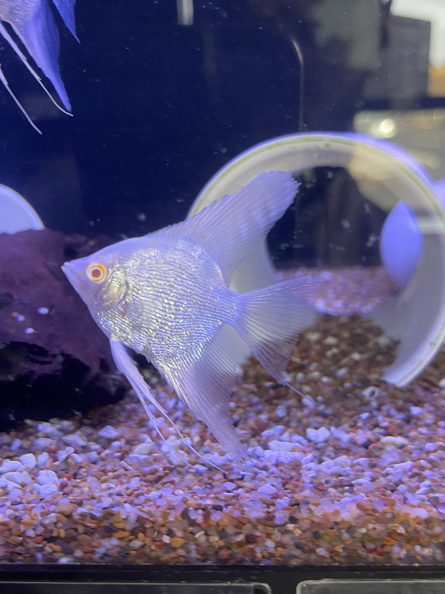 Albino Pearl Scale Angel Fish