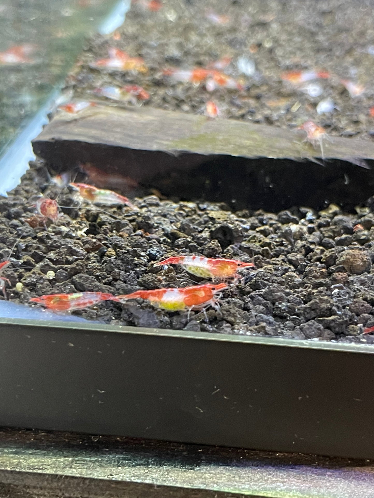 Red Rilli Shrimp