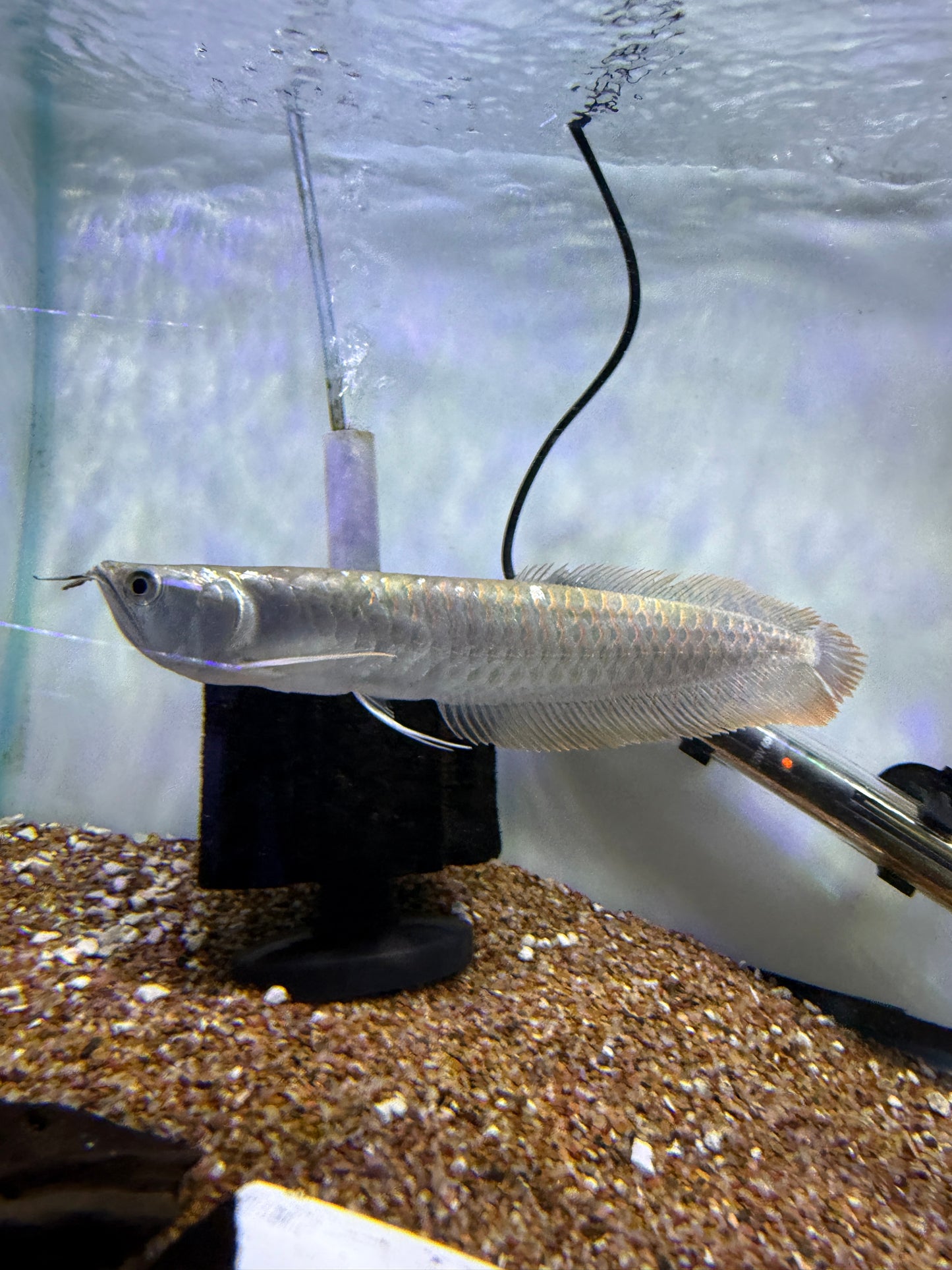 Silver Arowana (Osteoglossum Bicirrhosum)