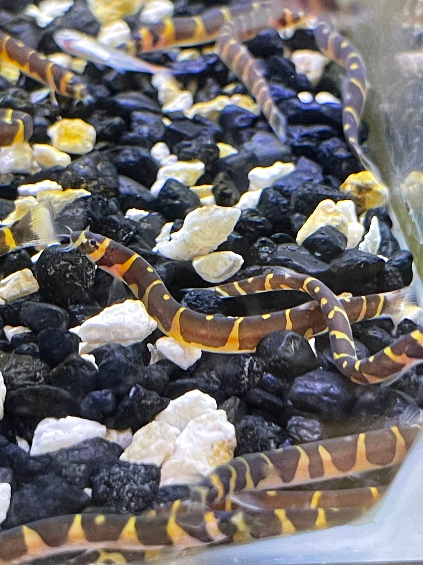 Kuhli loach