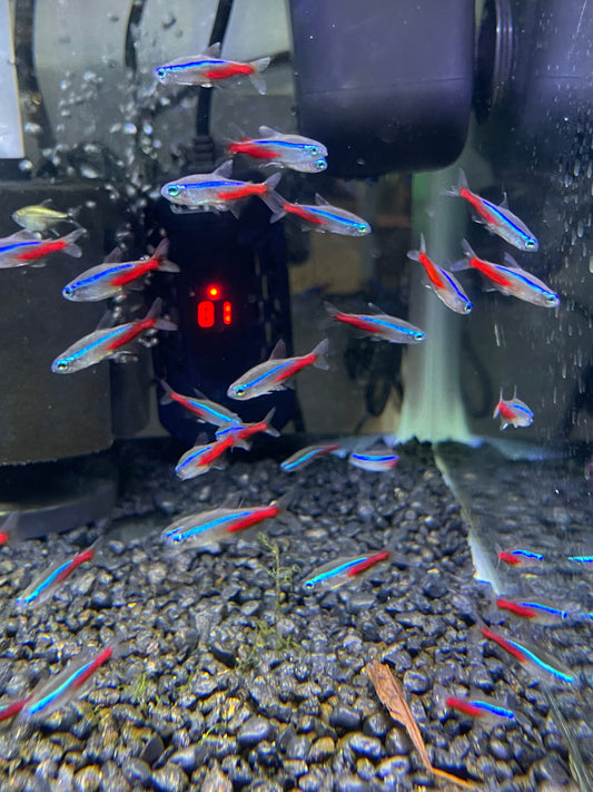 Neon Tetra