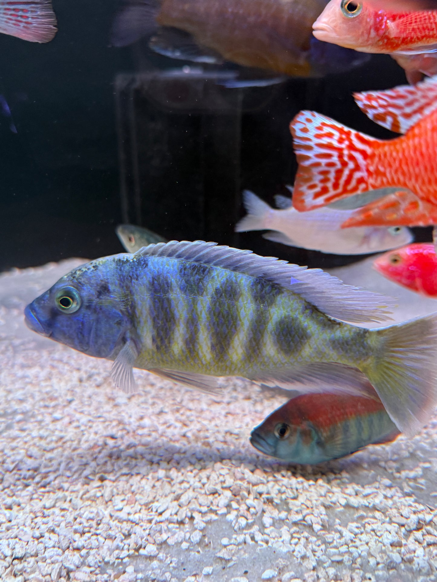 Jumbo Venustus Cichlid (Nimbochromis Venustus)
