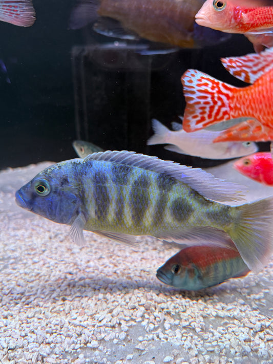 Jumbo Venustus Cichlid (Nimbochromis Venustus)