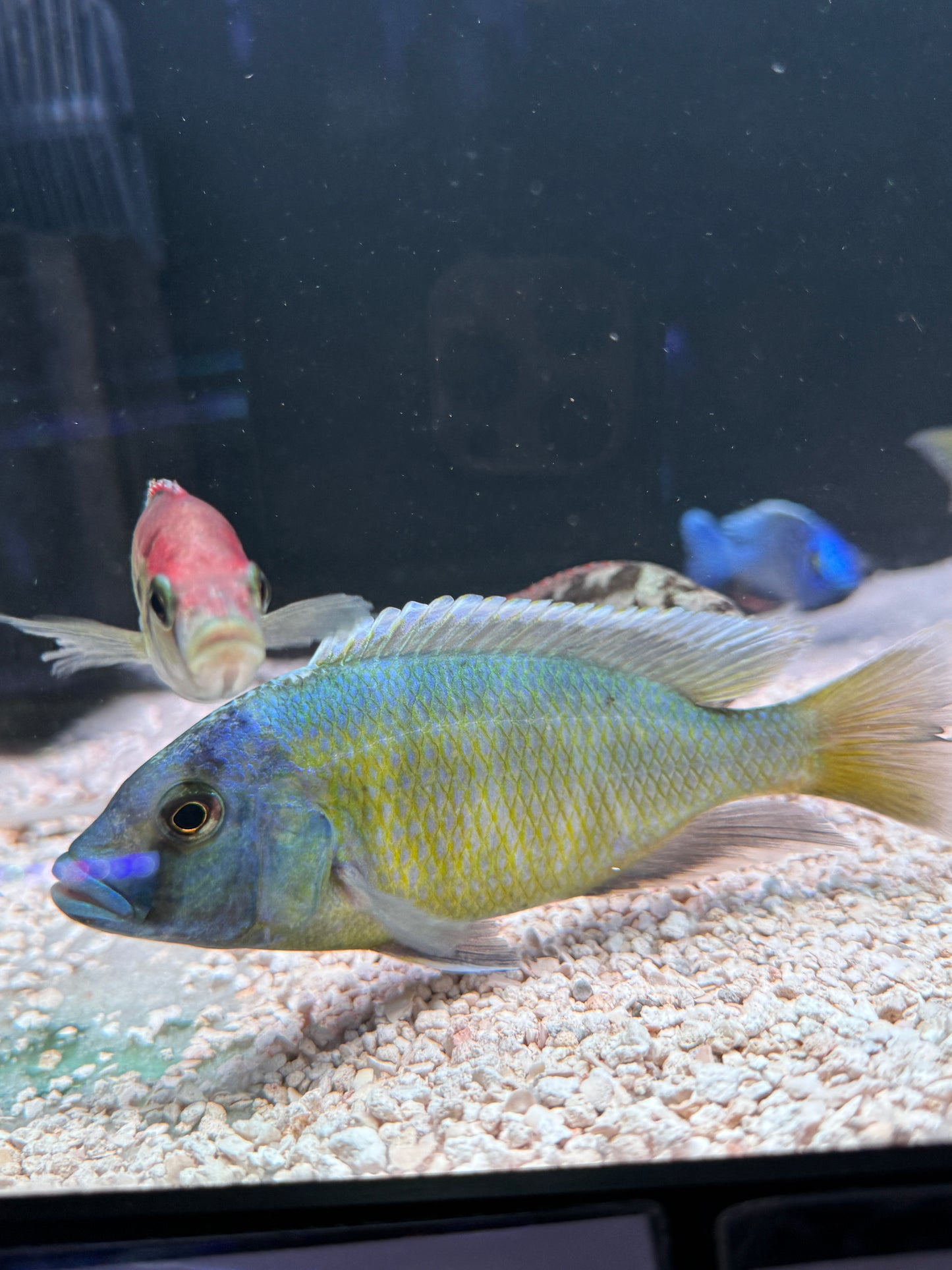 Jumbo Venustus Cichlid (Nimbochromis Venustus)