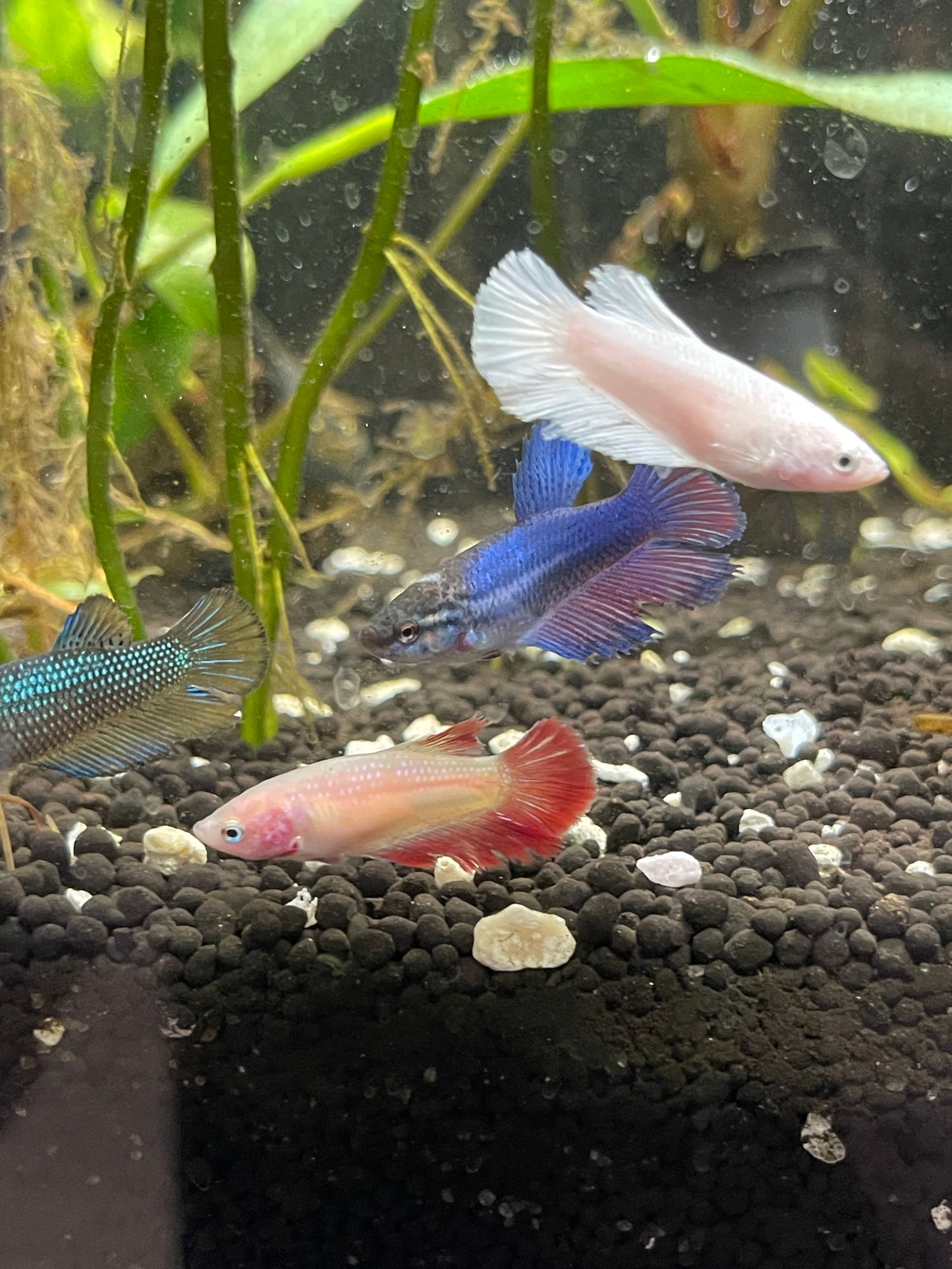 Asst Female Crown Betta