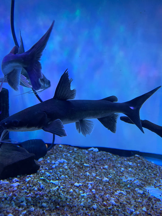 Papuan Shark Catfish (Neoarius graeffei)