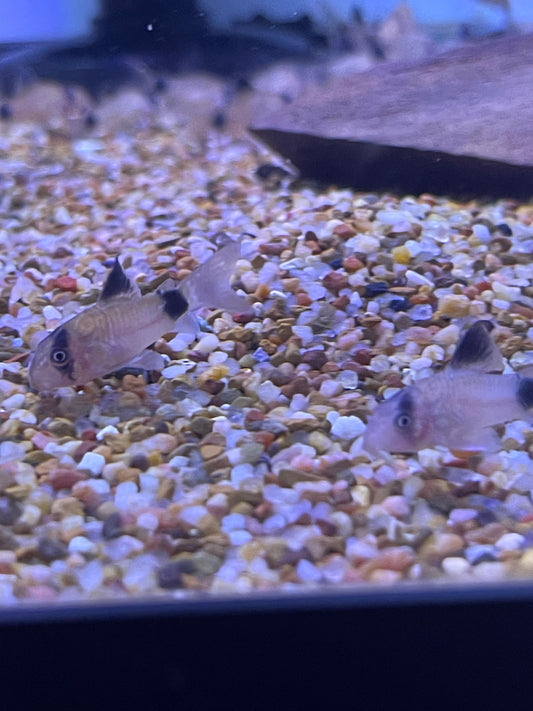 Panda Cory Catfish