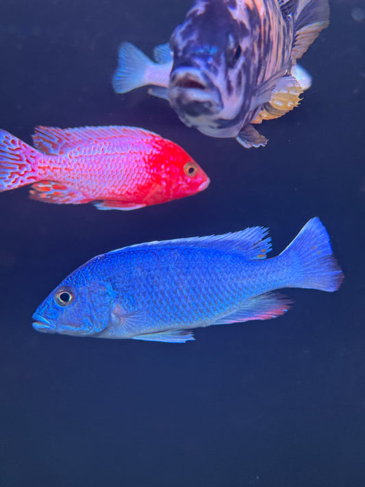 Electric Blue Hap (Sciaenochromis fryeri)