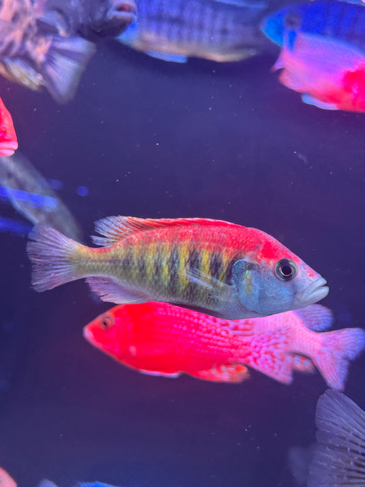 Haplochromis Flameback Cichlid - Haplochromis sp. “Flameback