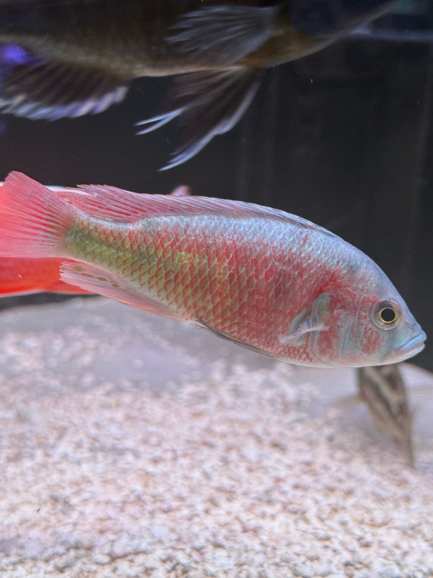 Haplochromis Flameback Cichlid - Haplochromis sp. “Flameback