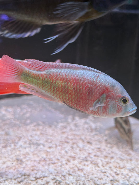 Haplochromis Flameback Cichlid - Haplochromis sp. “Flameback