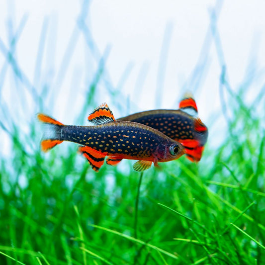 Galaxy Rasbora / Celestial Pearl Danio