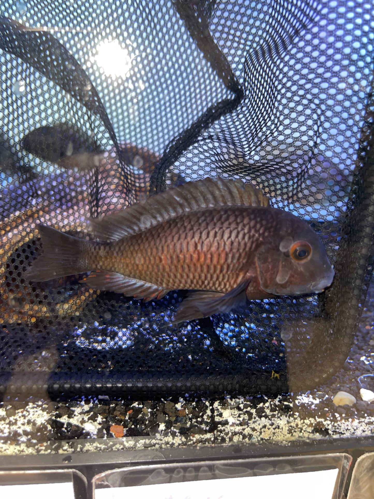 Tropheus Kalambo