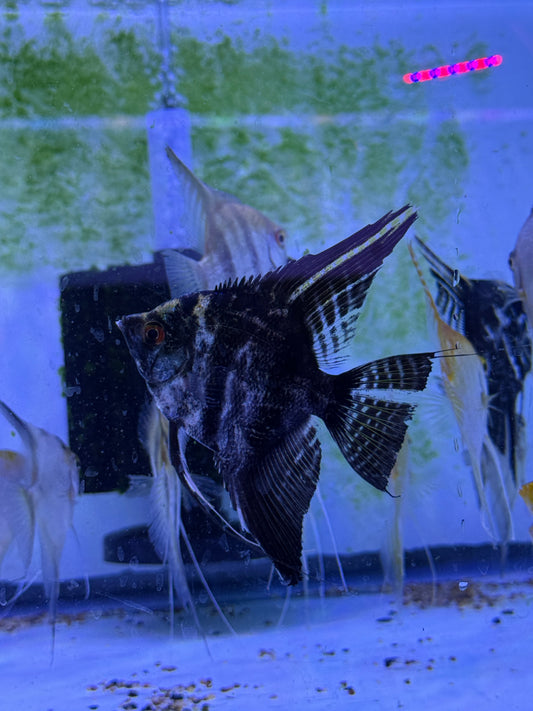 Large Black marble Angel Fish Pterophyllum scalare