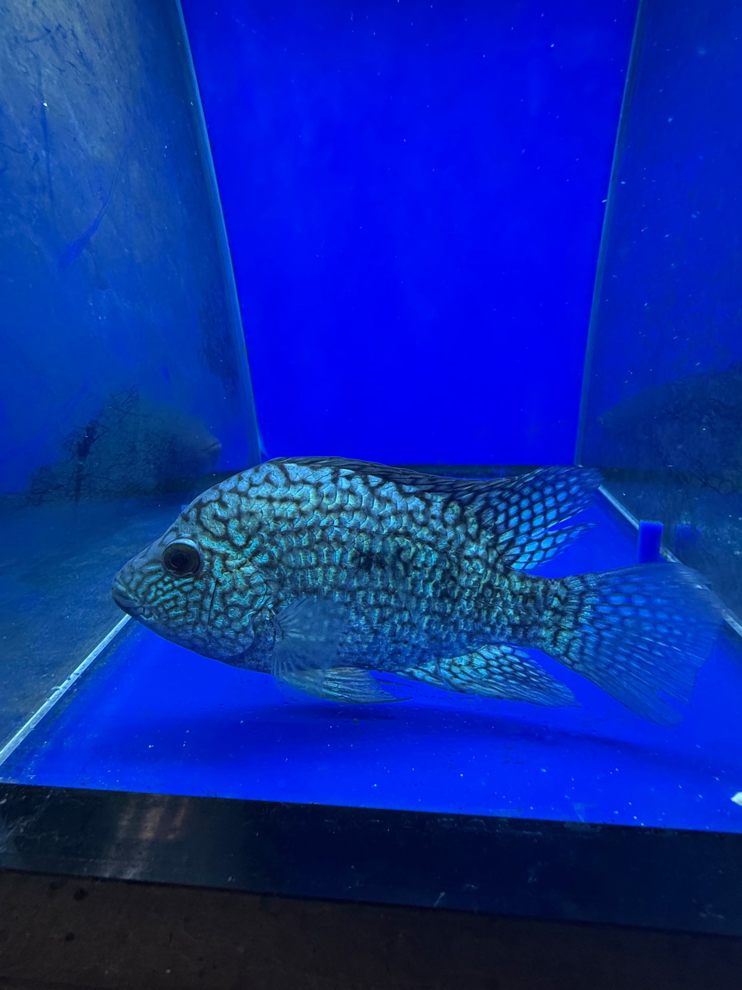 Show Fish Electric blue Carpintis