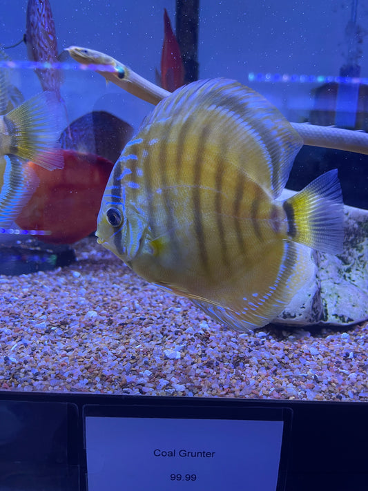 Yellow Alenquer Discus