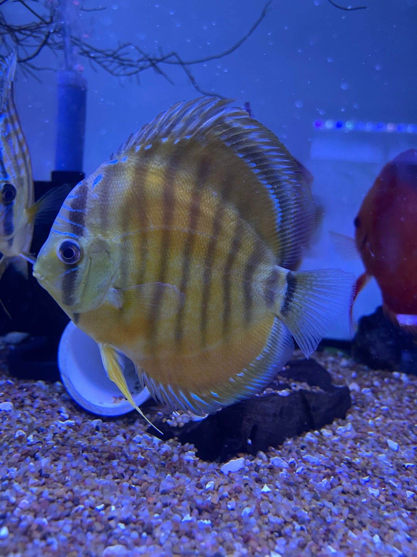 Yellow Alenquer Discus