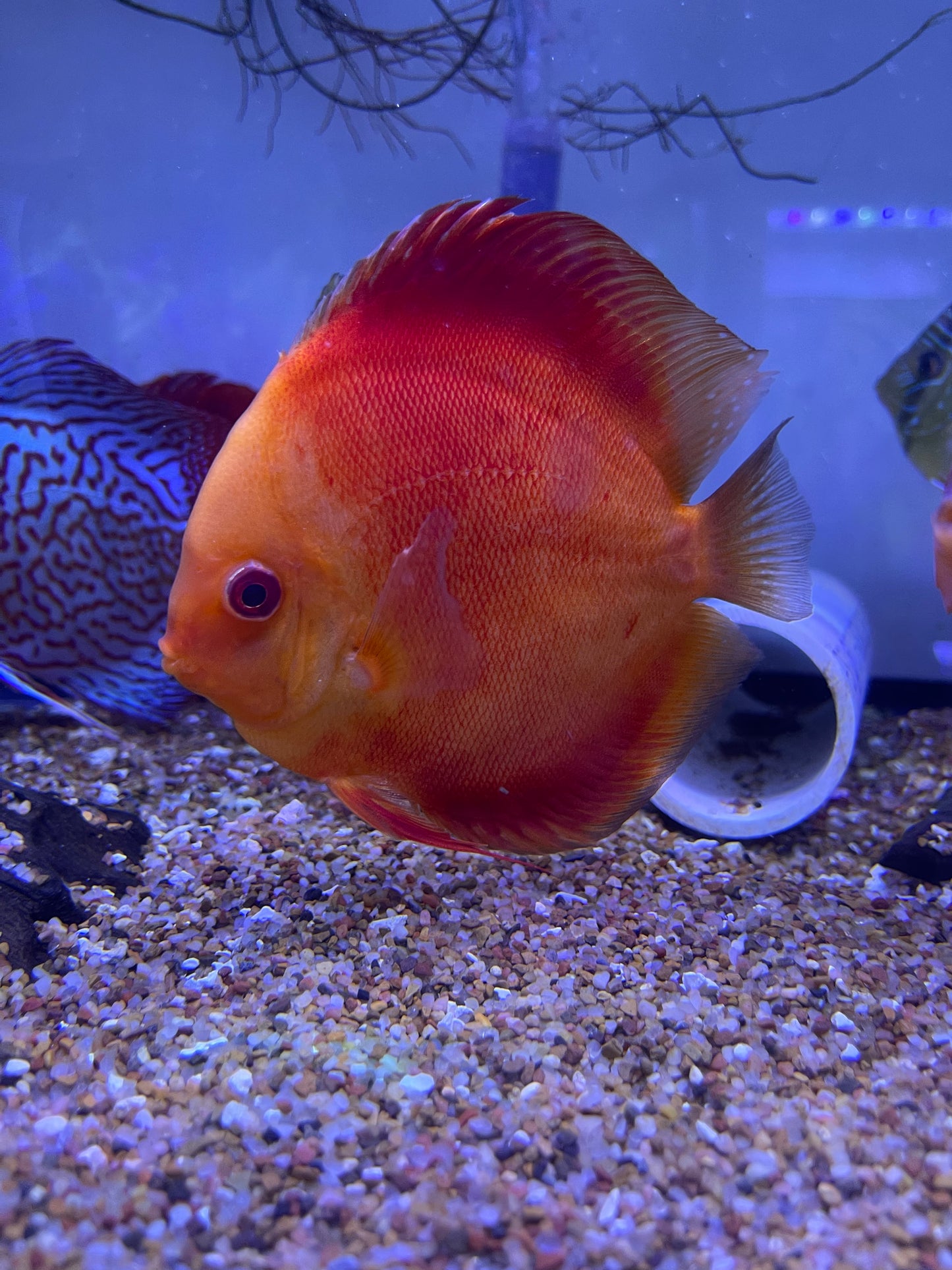 Super Red Discus