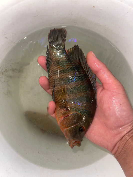 Mayan Cichlid