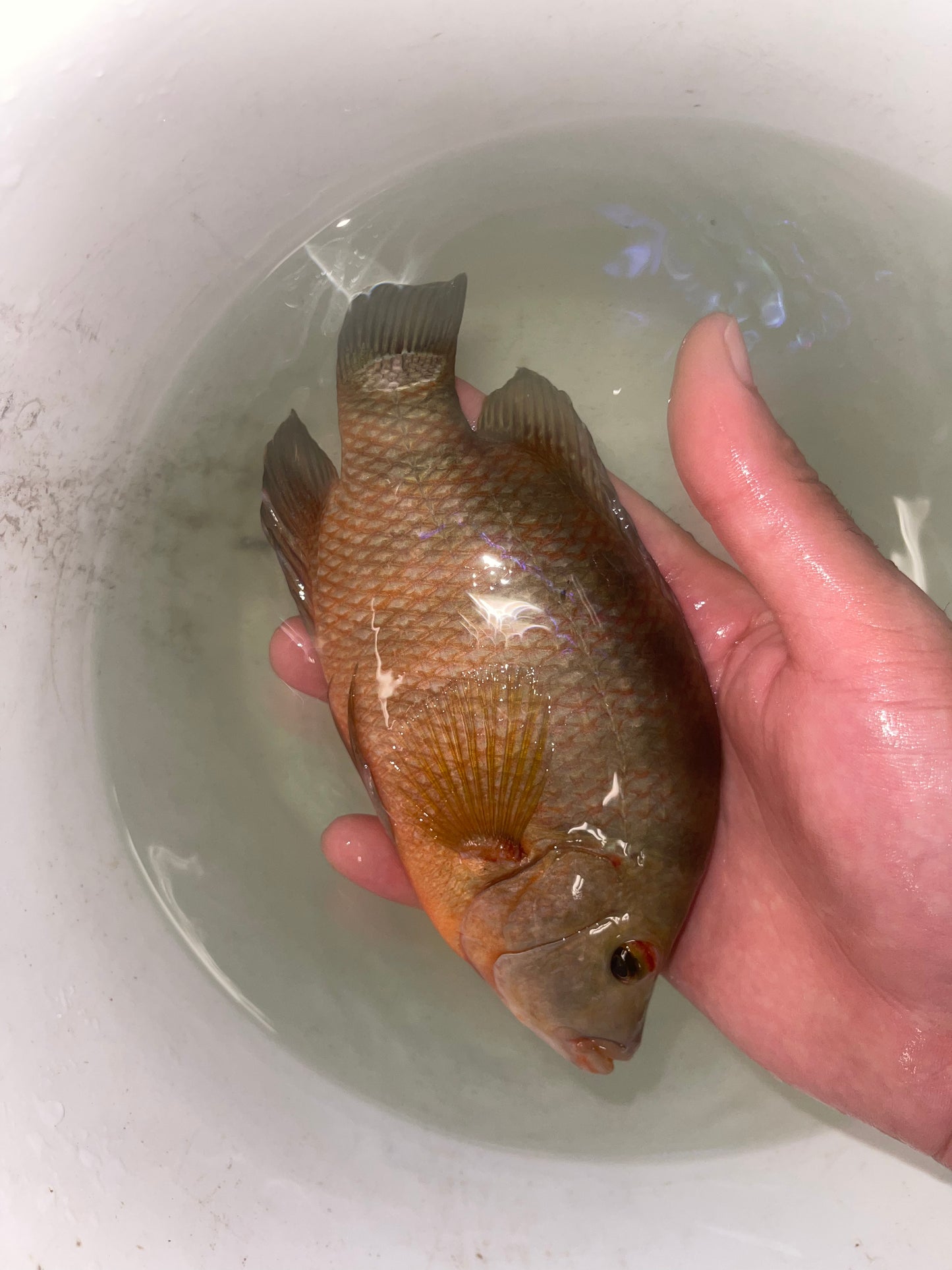 Mayan Cichlid