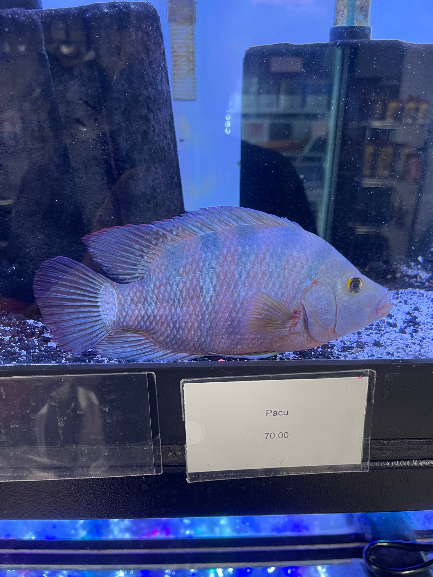 Mayan Cichlid