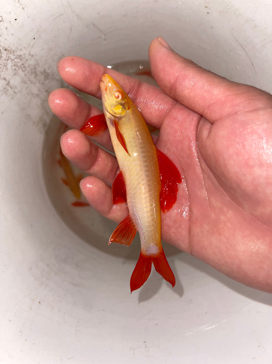 Albino Rainbow Shark (Epalzeorhynchos frenatum)