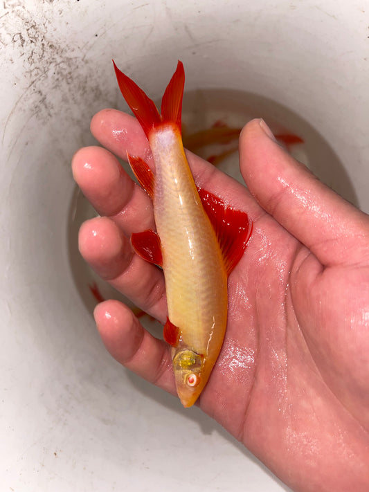 Albino Rainbow Shark (Epalzeorhynchos frenatum)