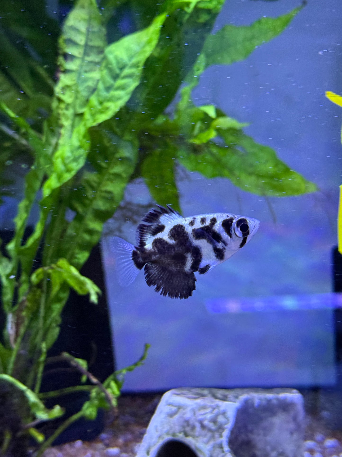 Clouded Archer Fish (Burmese) Toxotes Blythii