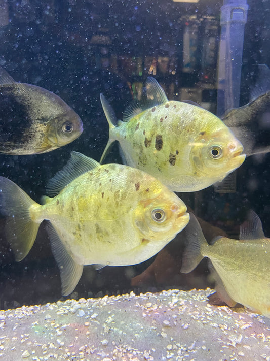 Folha Silver Dollar (Utiaritichthys Longidorsalis)