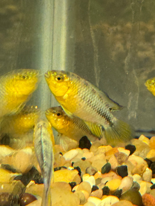 Yellow dwarf cichlid Apistogramma borellii