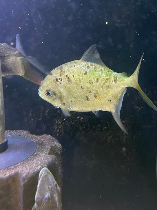 Folha Silver Dollar (Utiaritichthys Longidorsalis)