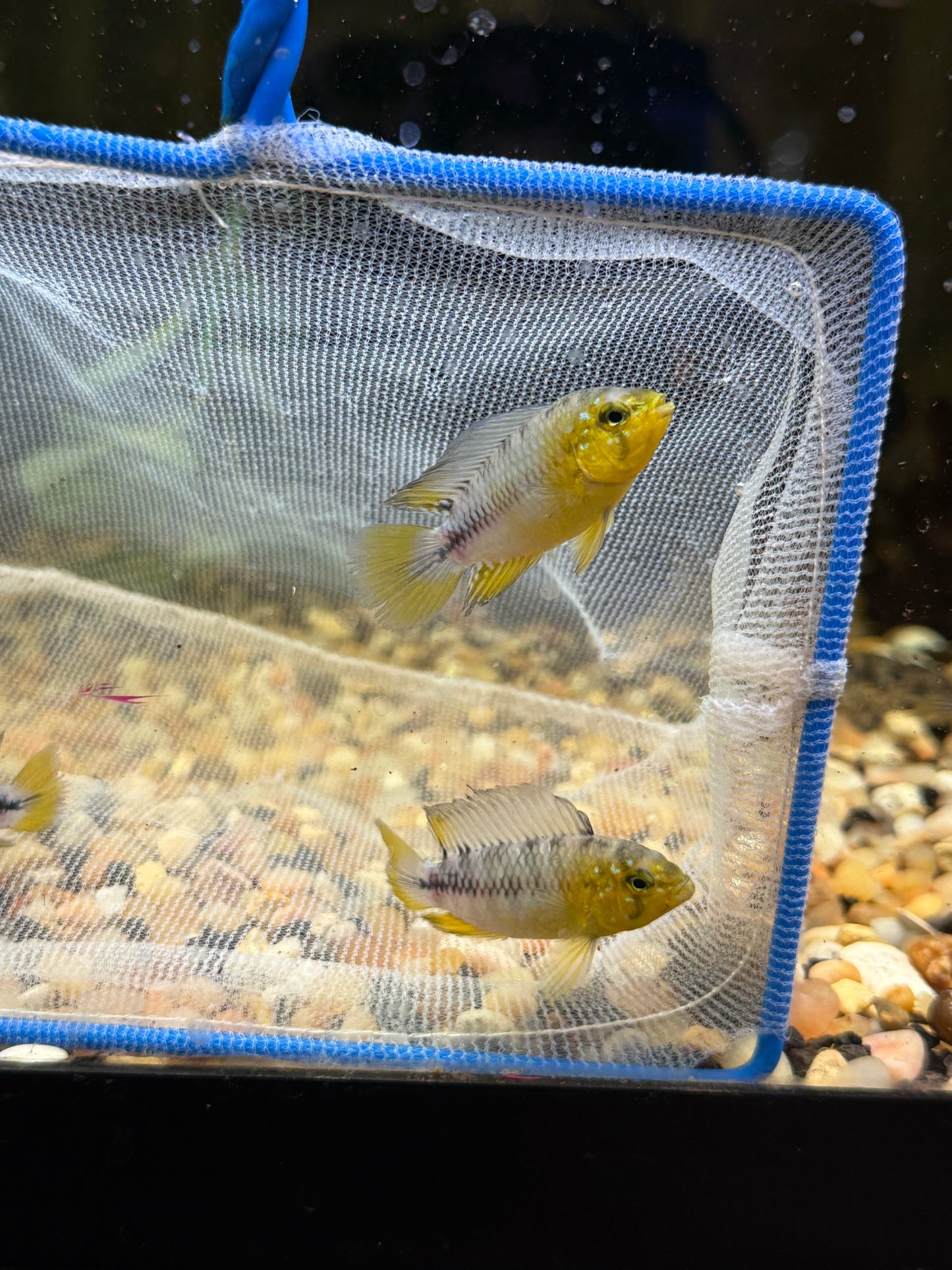 Yellow dwarf cichlid Apistogramma borellii