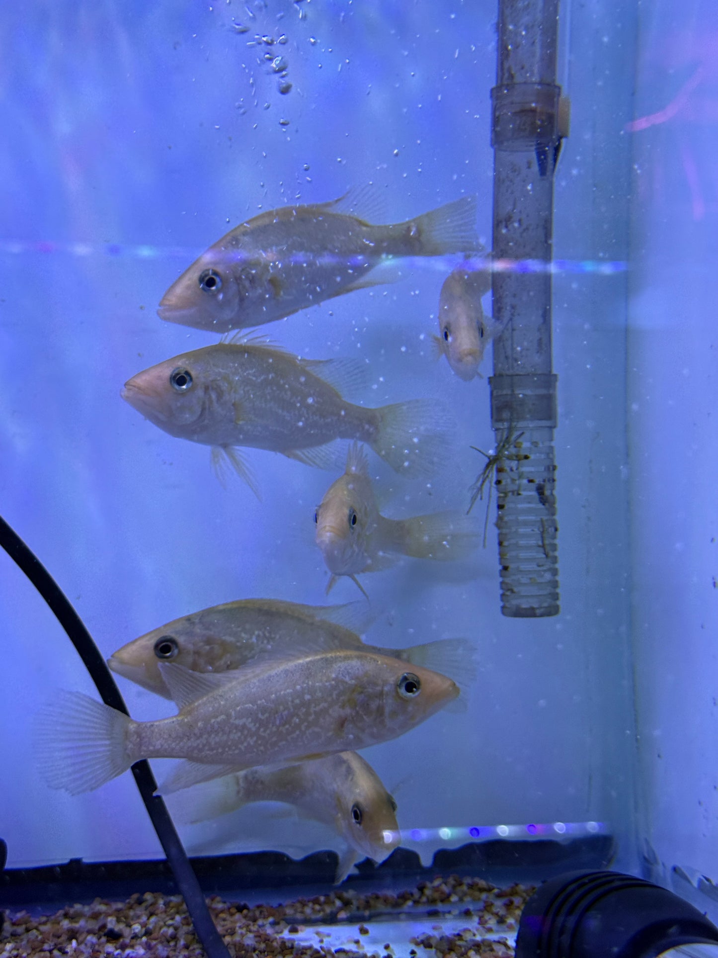 Petenia splendida Red Bay Snook