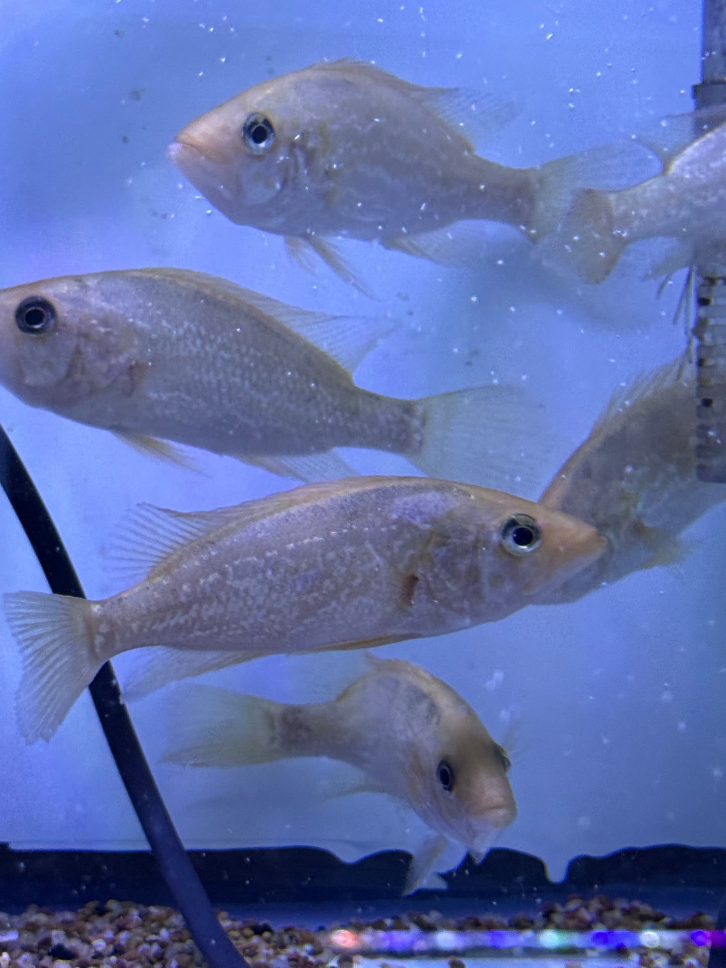 Petenia splendida Red Bay Snook